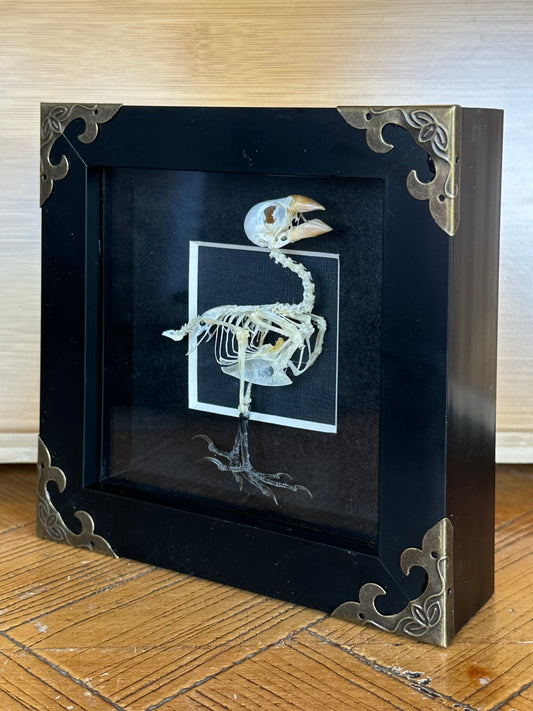SPECIMEN FRAME - Finch Skeleton