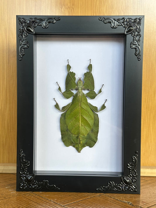 SPECIMEN FRAME - Indonesian Leaf Insect