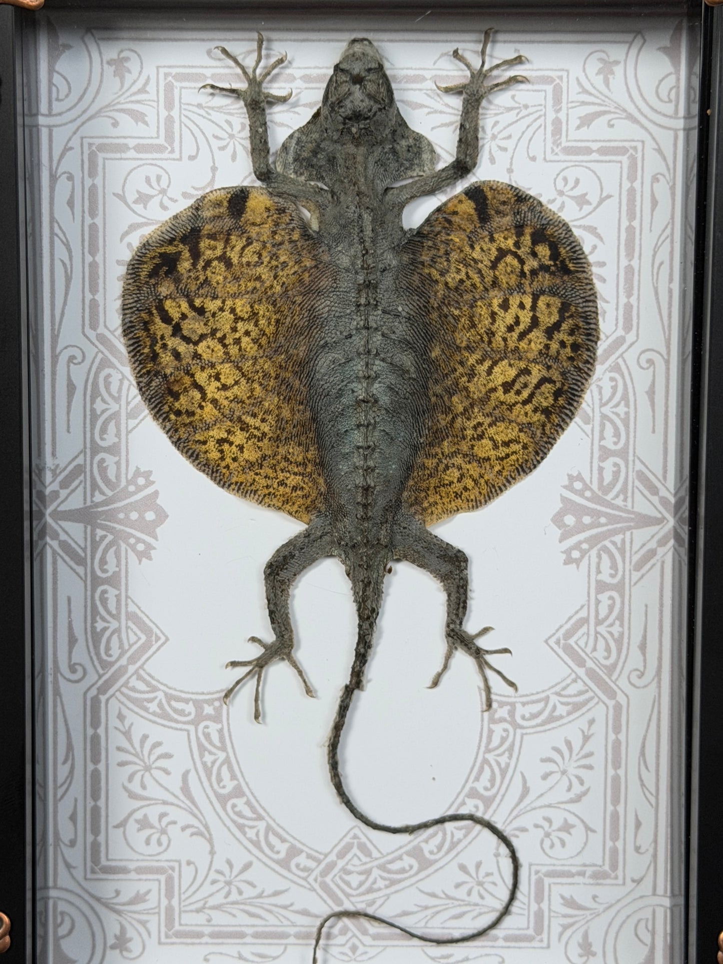 FLYING LIZARD SHADOW BOX