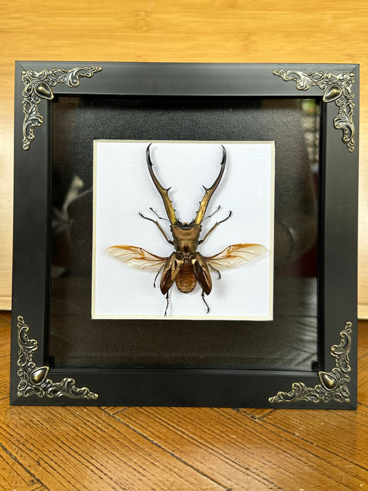 SPECIMEN FRAME - Cyclommatus metallifer