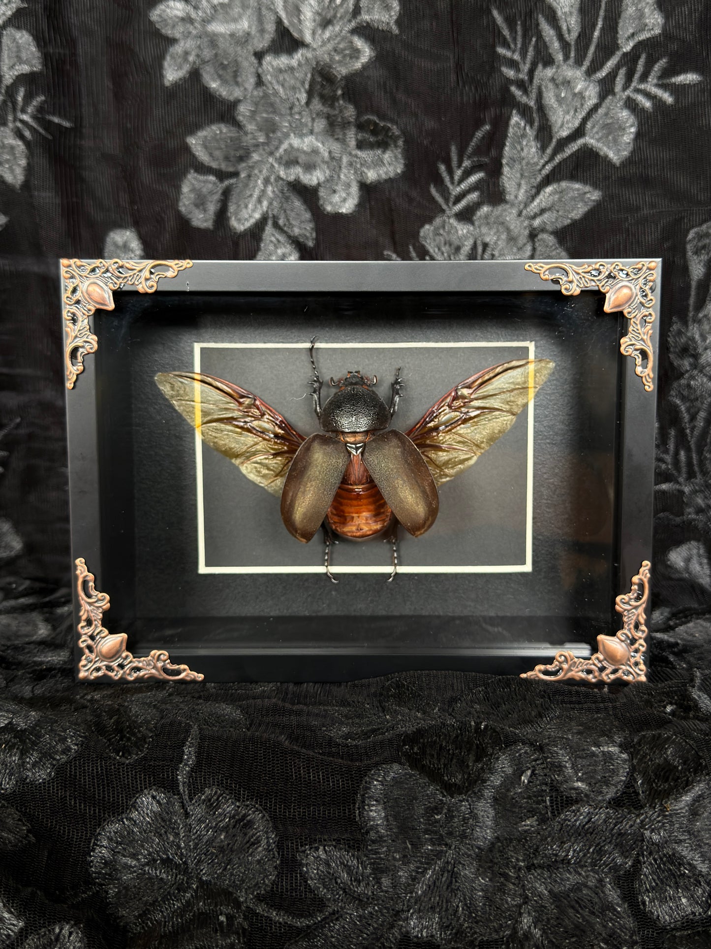 RHINO BEETLE F SHADOW BOX* Broken Leg