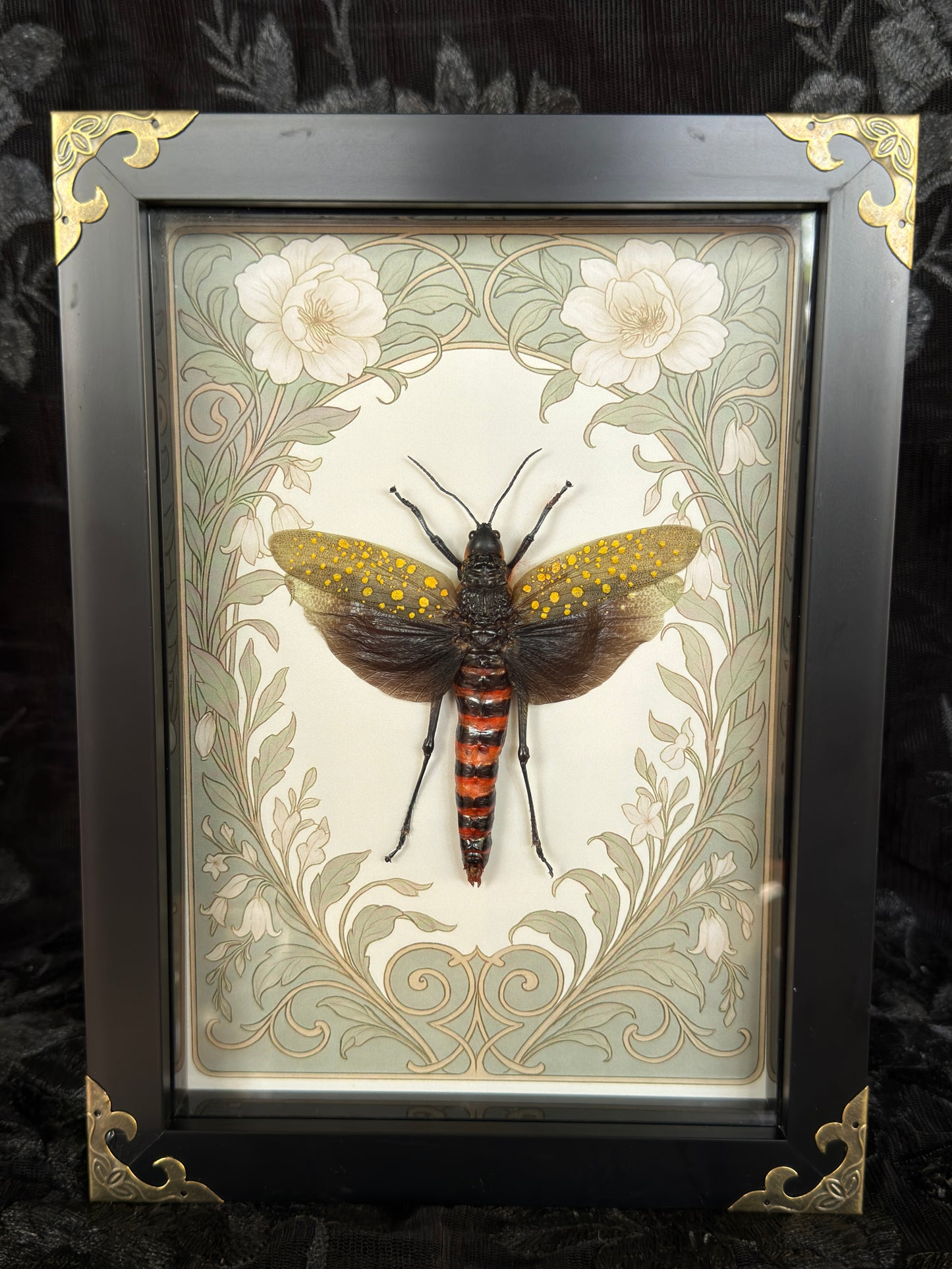 COFFEE LOCUST SHADOW BOX
