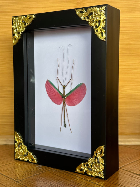 SPECIMEN FRAME - Rose Stick Insect