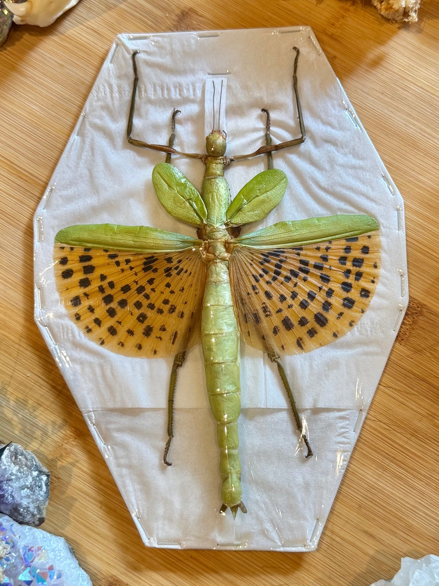 Leopard Stick Insect-Paracyphocrania major specimen