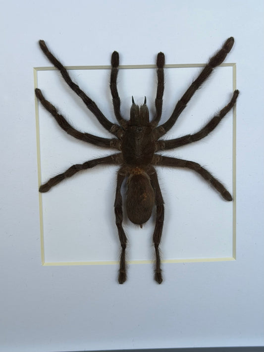 Javan Yellow-kneed Tarantula- Selenocosmia dolichoplectra Framed Specimen