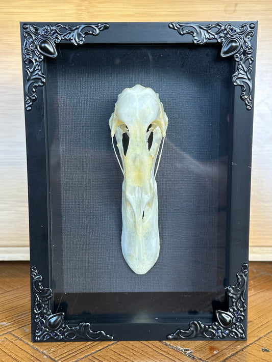 SPECIMEN FRAME - Duck Skull