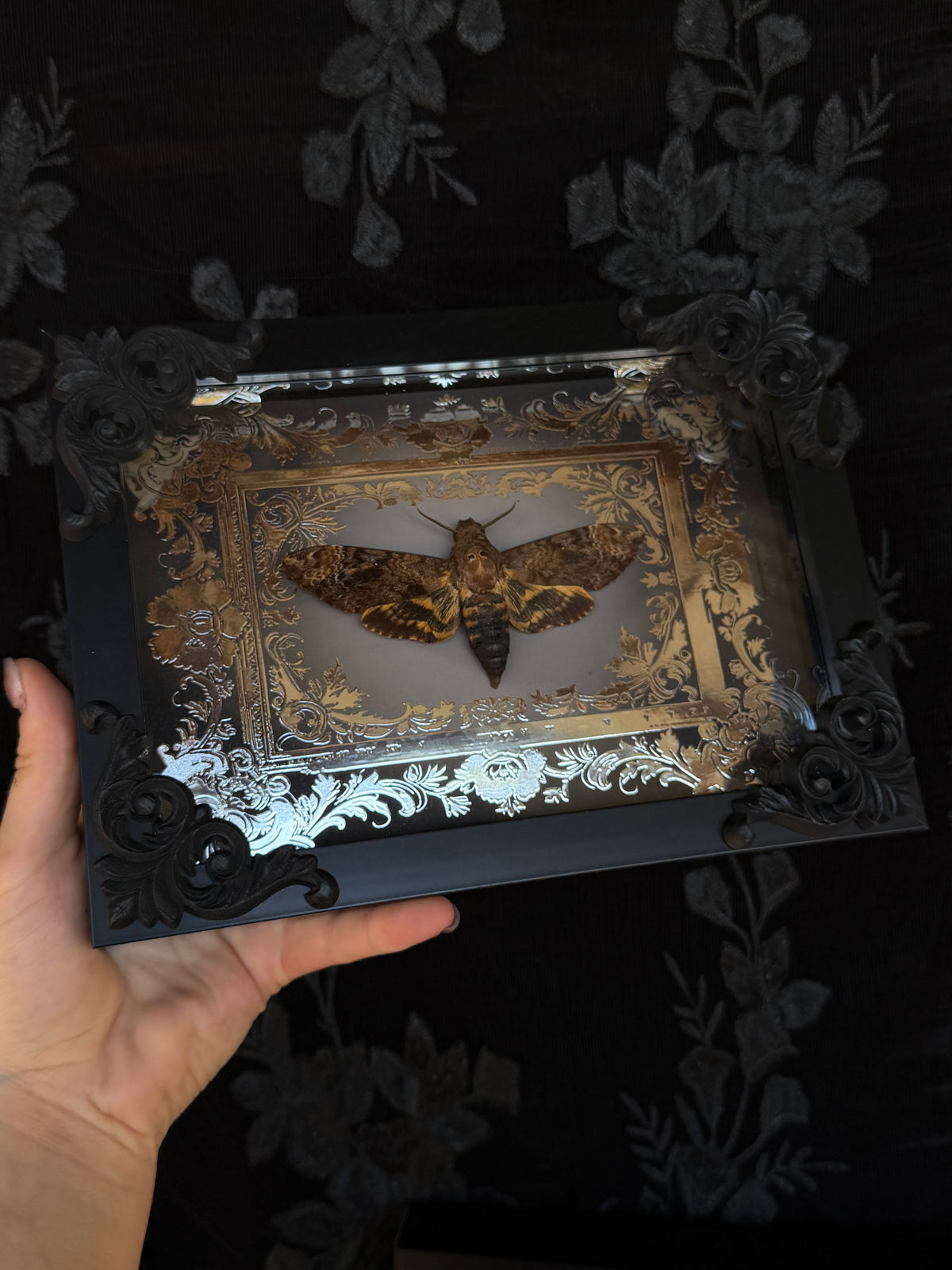 DEATH HEAD MOTH -  Mother of Hades Framed Specimen