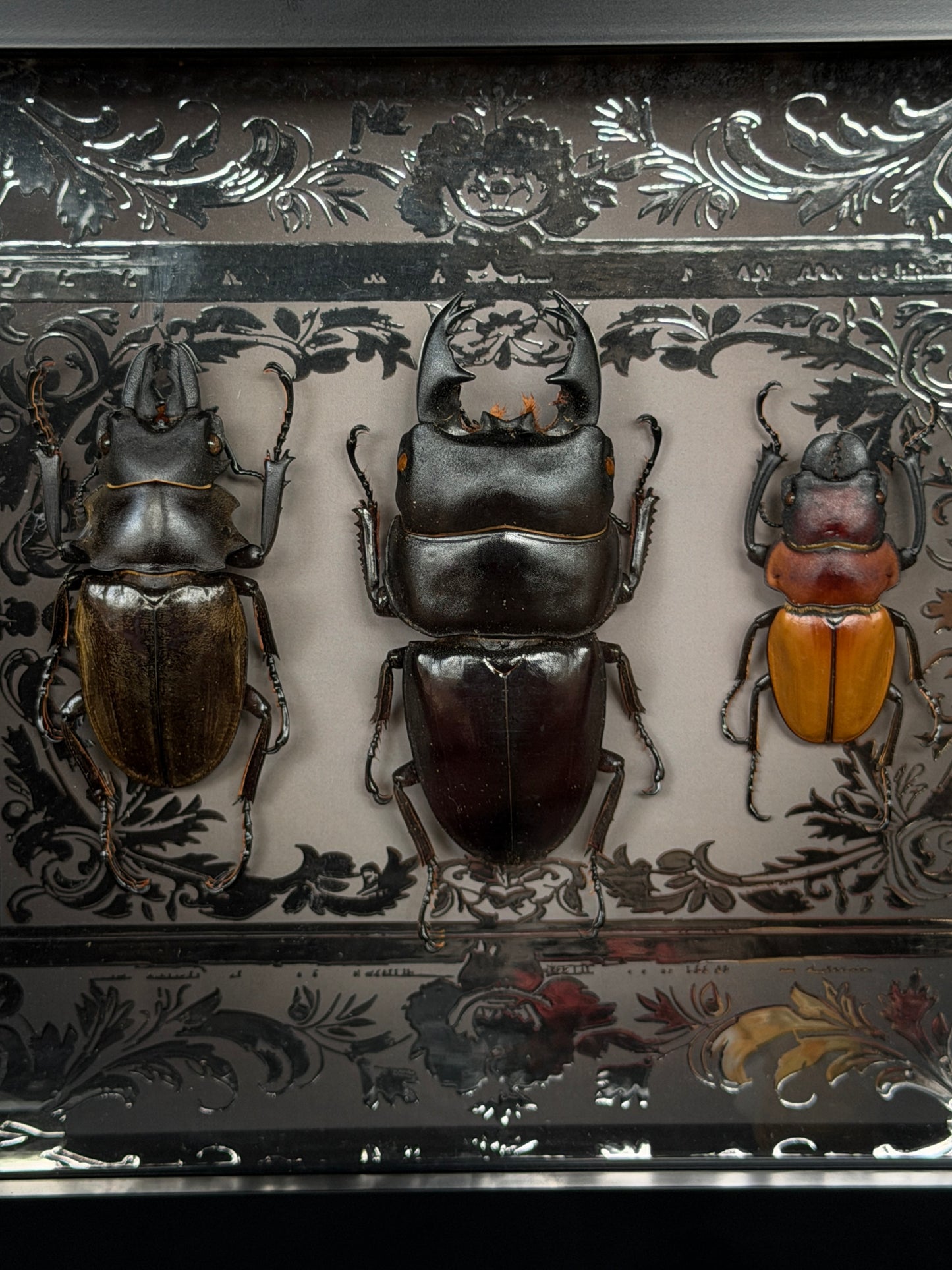 STAG BEETLE TRIO - A5 Beetle Specimen Frame