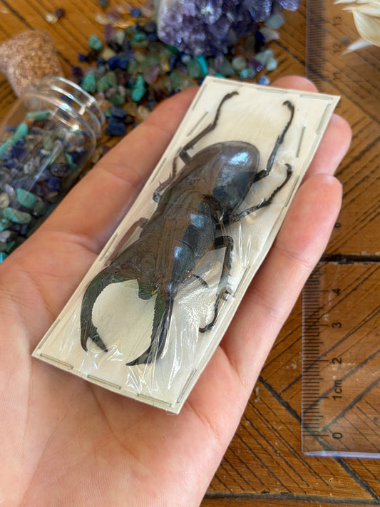 Large Stag Beetle - Hexarthrius Buqueti