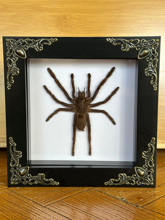 SPECIMEN FRAME - Tarantula (S)