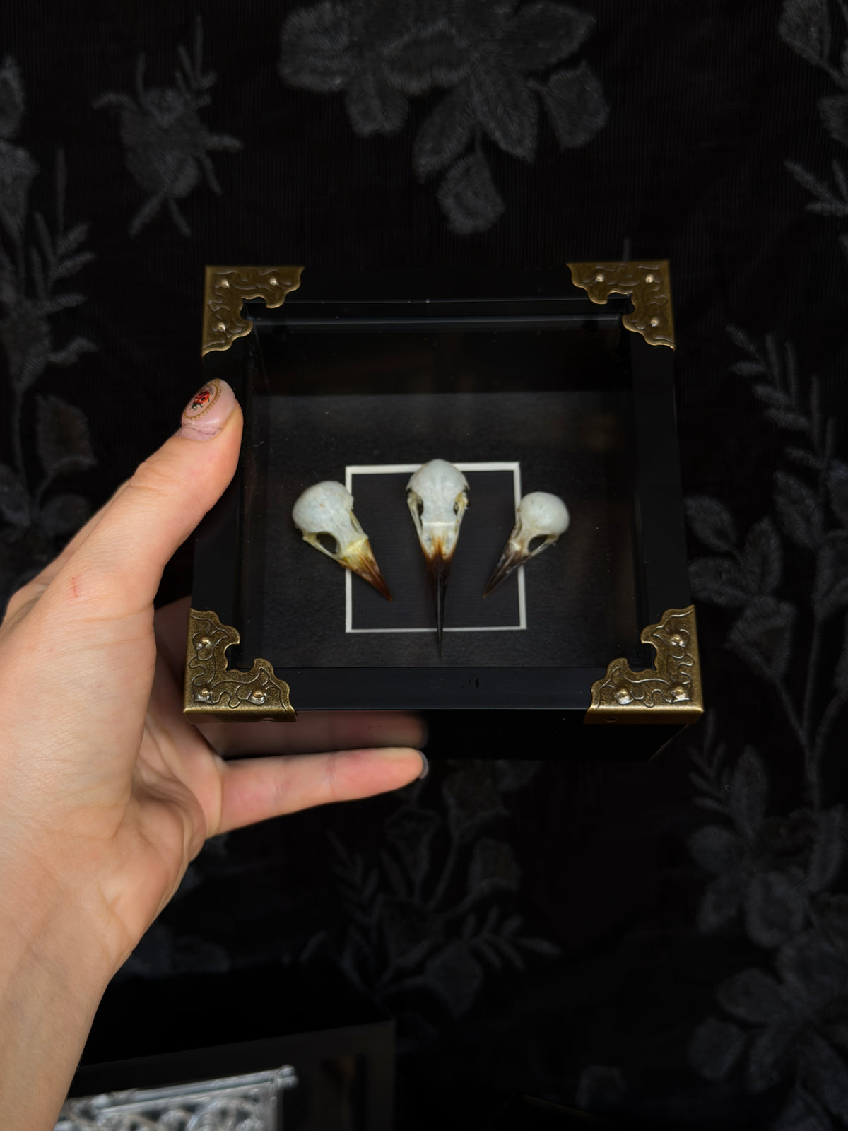 BIRD SKULL TRIO - Bird Skull Variation Frame
