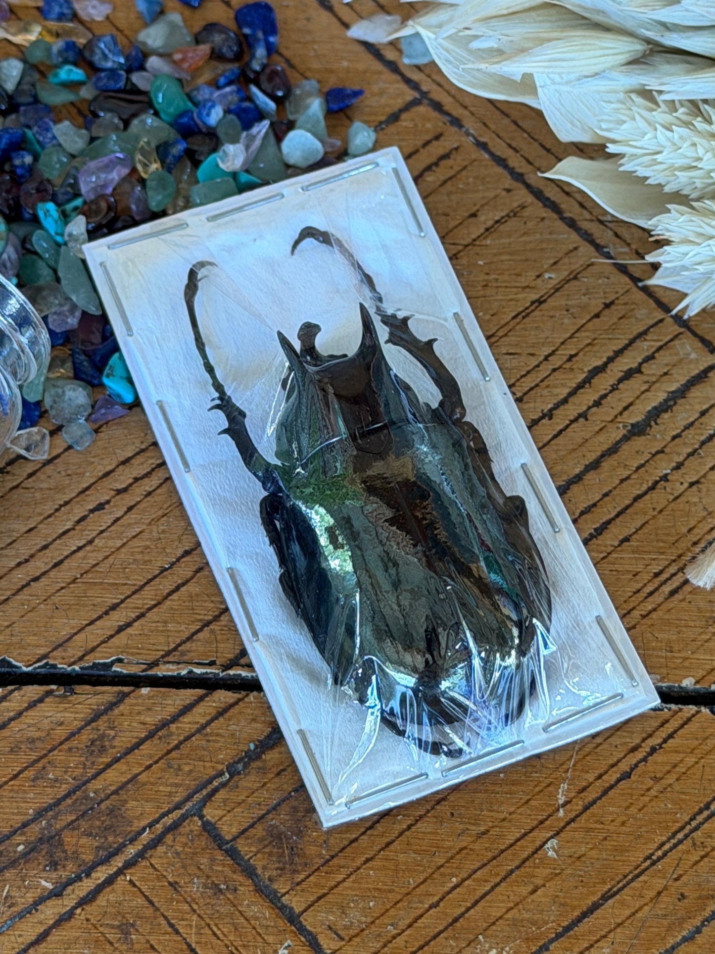 Atlas Beetle - Chalcosoma Atlas Atlas Small