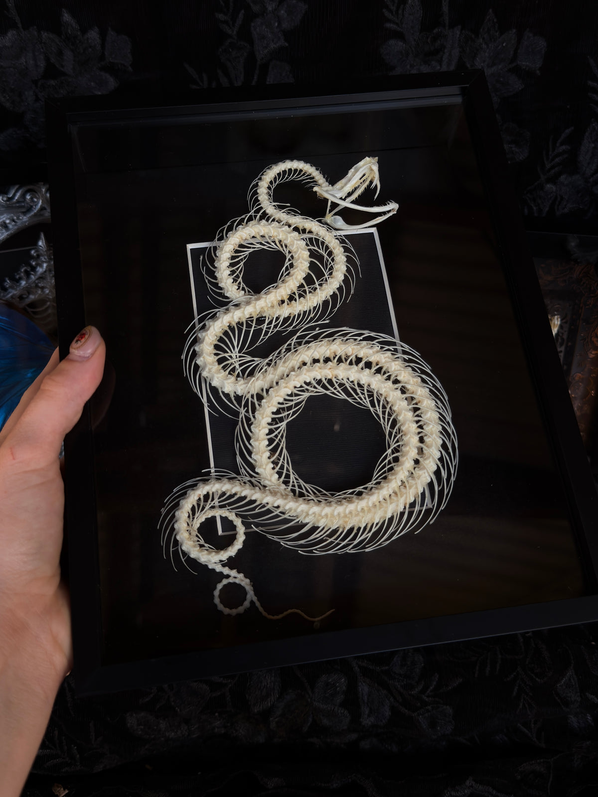White Lipped Pit Viper Trimeresurus Albolabris Framed Skeleton Specimen