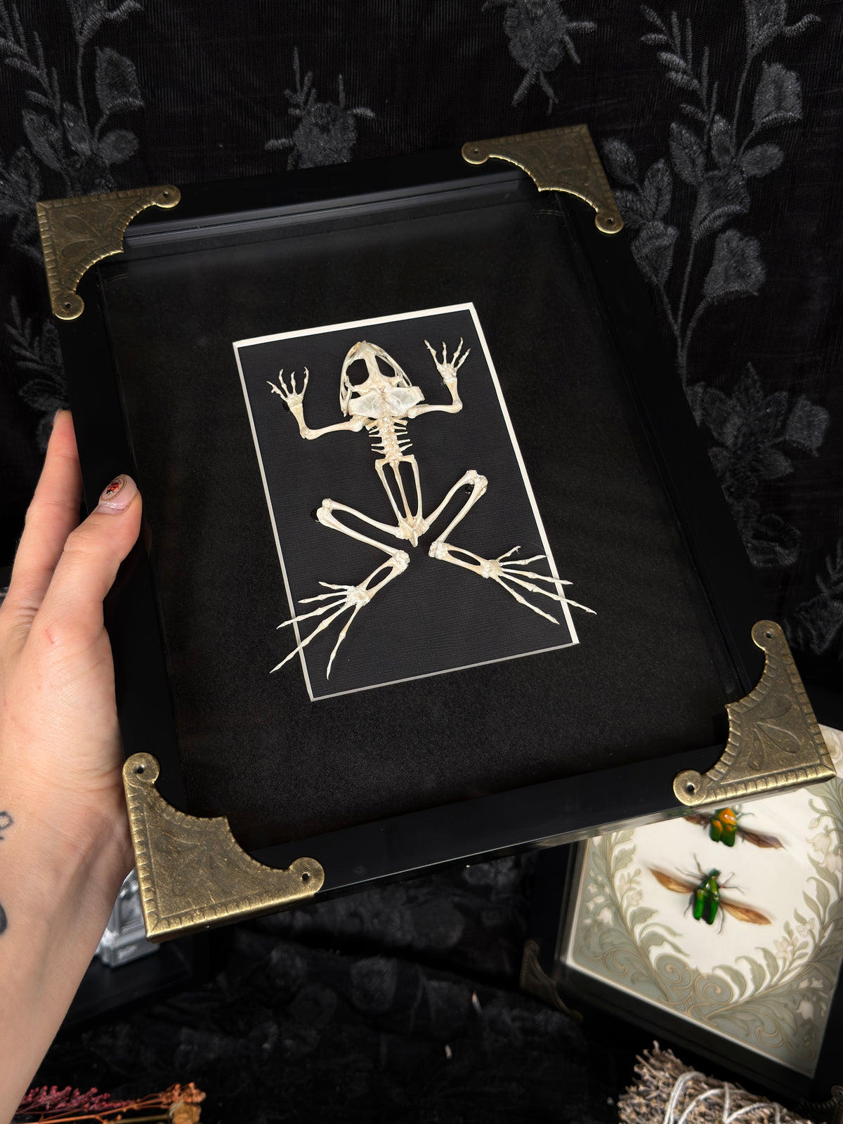 ASIAN GRASS FROG SKELETON - A4 Specimen Frame