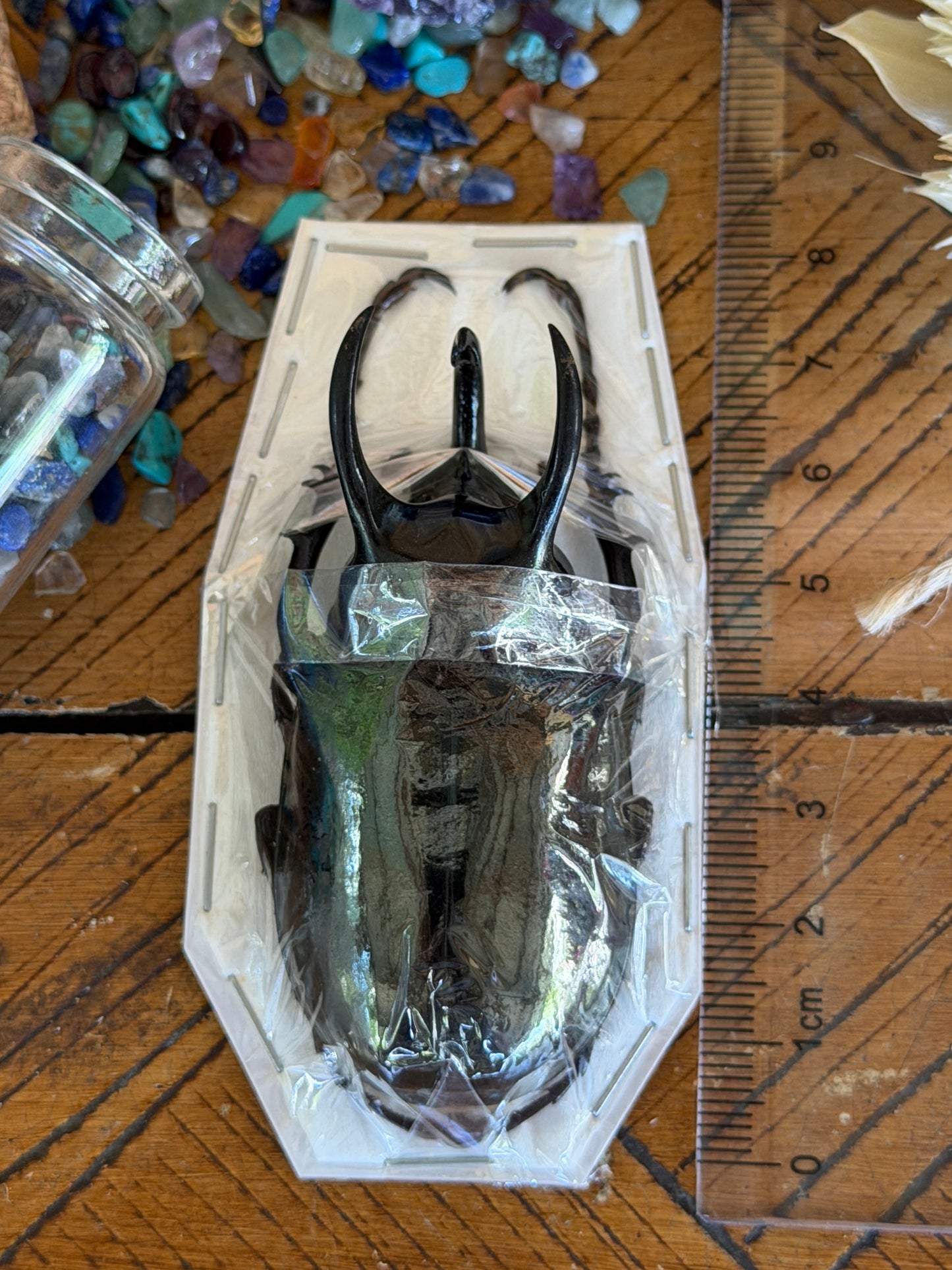 Atlas Beetle - Chalcosoma Atlas Atlas Medium