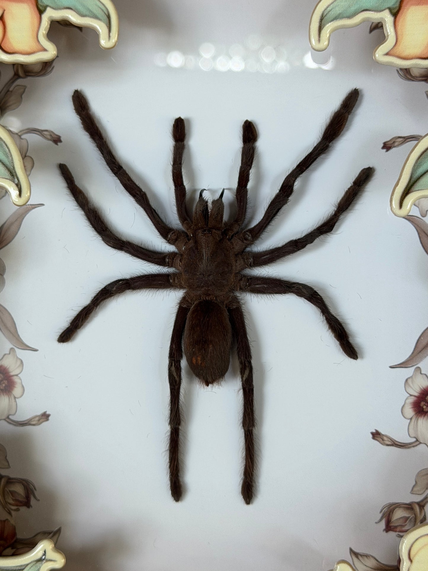 TARANTULA FLORAL FRONT SHADOW BOX