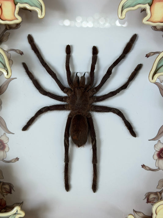 TARANTULA FLORAL FRONT SHADOW BOX