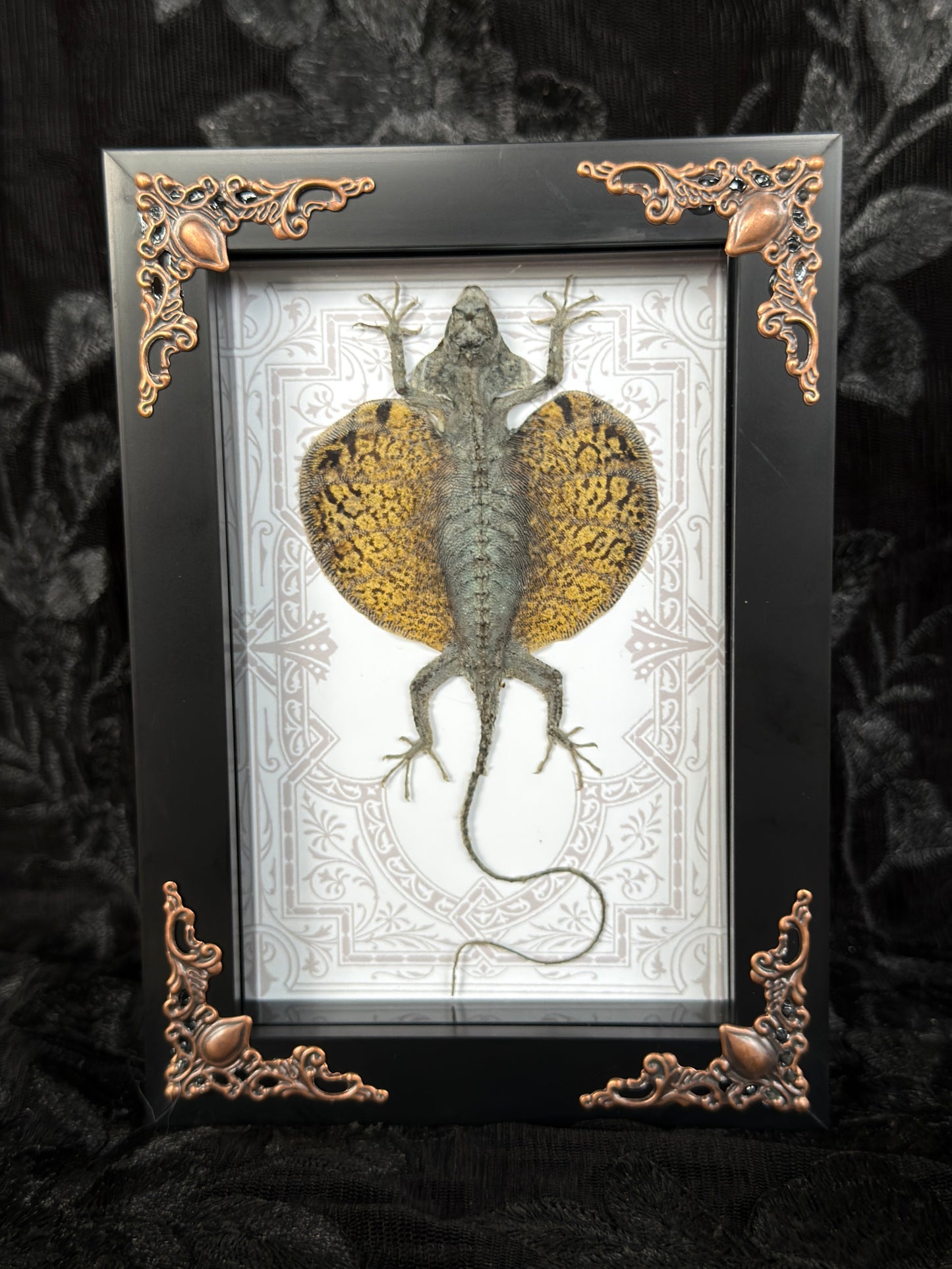 FLYING LIZARD SHADOW BOX