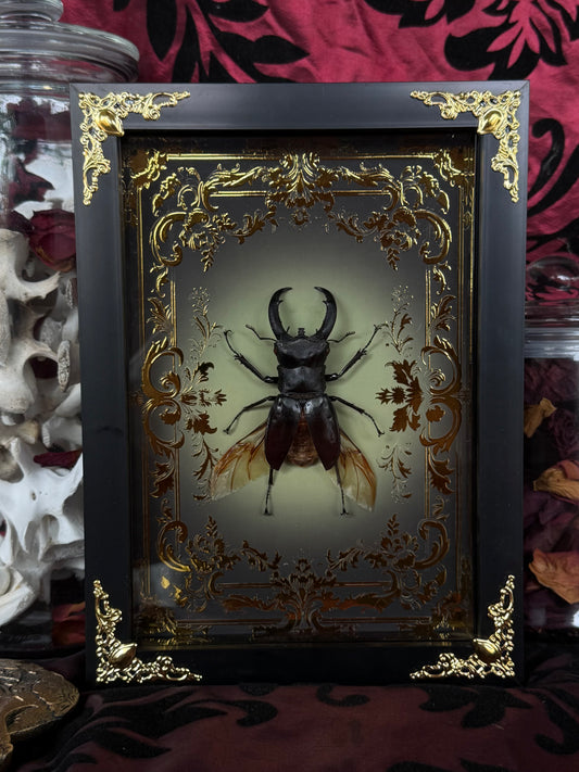 STAG BEETLE - Dorcus titanus yasuokai spread Framed specimen *LOPSIDED WINGS*
