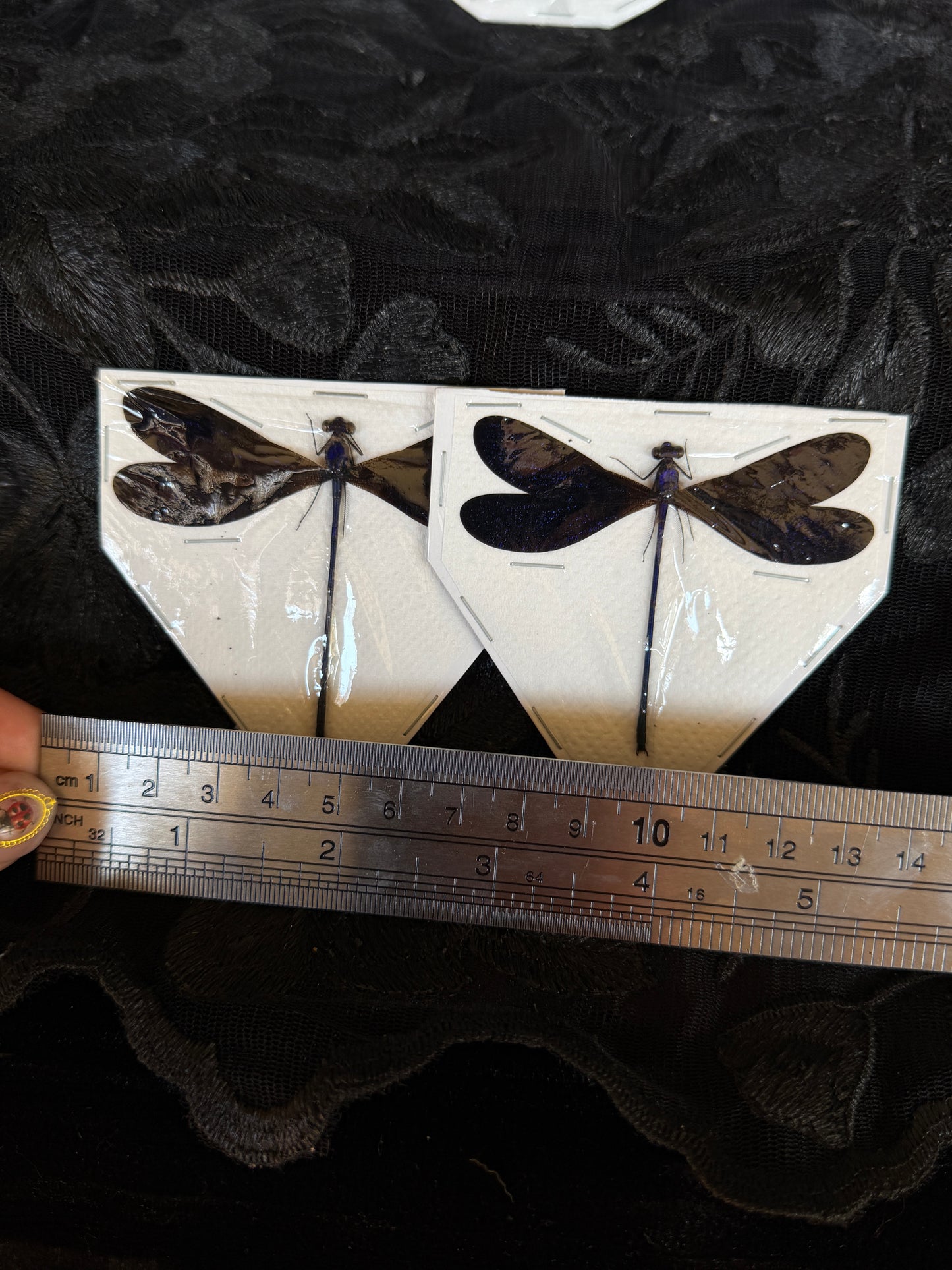 WONDERFUL WINGS - destash pack