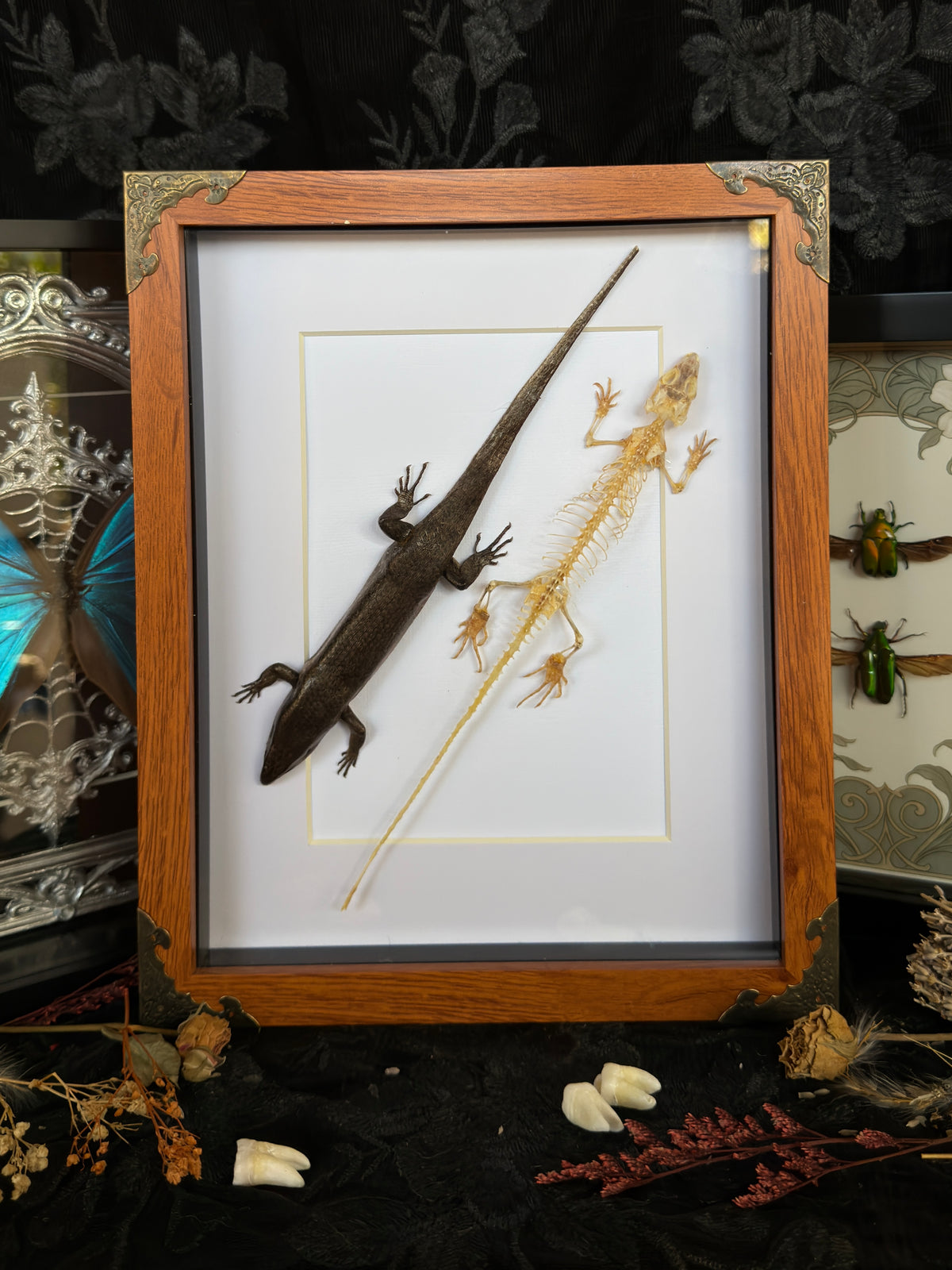 SKINK DUO Indian Brown Skink & Skeleton - A4 Double Specimen Frame