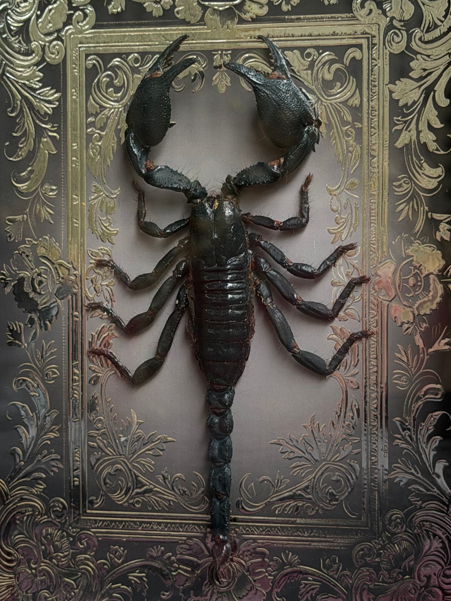 Forest Scorpion - Genus Heterometrus Frames Specimen
