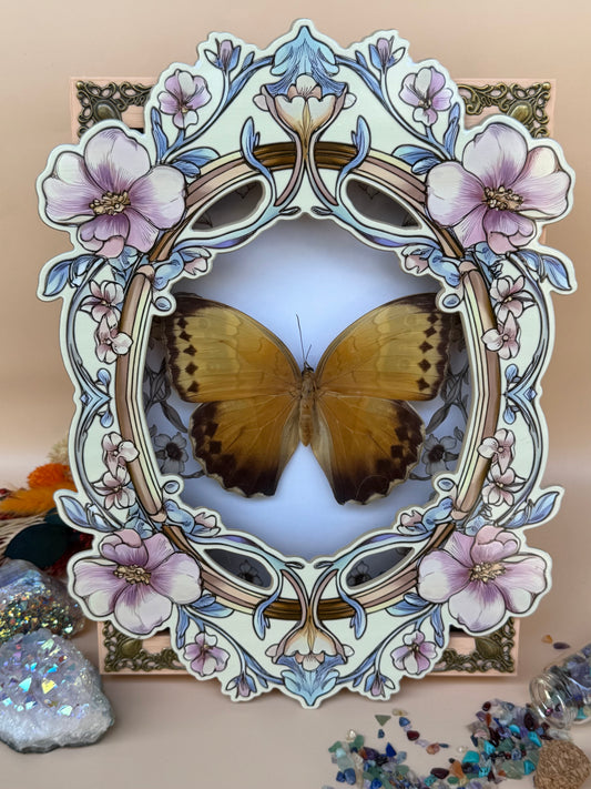 ILLIONEUS OWL BUTTERFLY -  Caligo Illioneus Praexiodus Hybrid? Framed Specimen *DAMAGED*