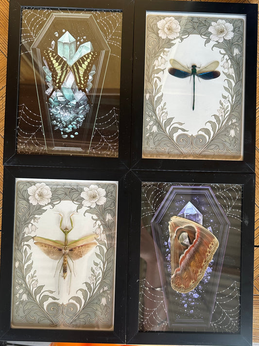 MYSTERY SPECIMEN FRAME