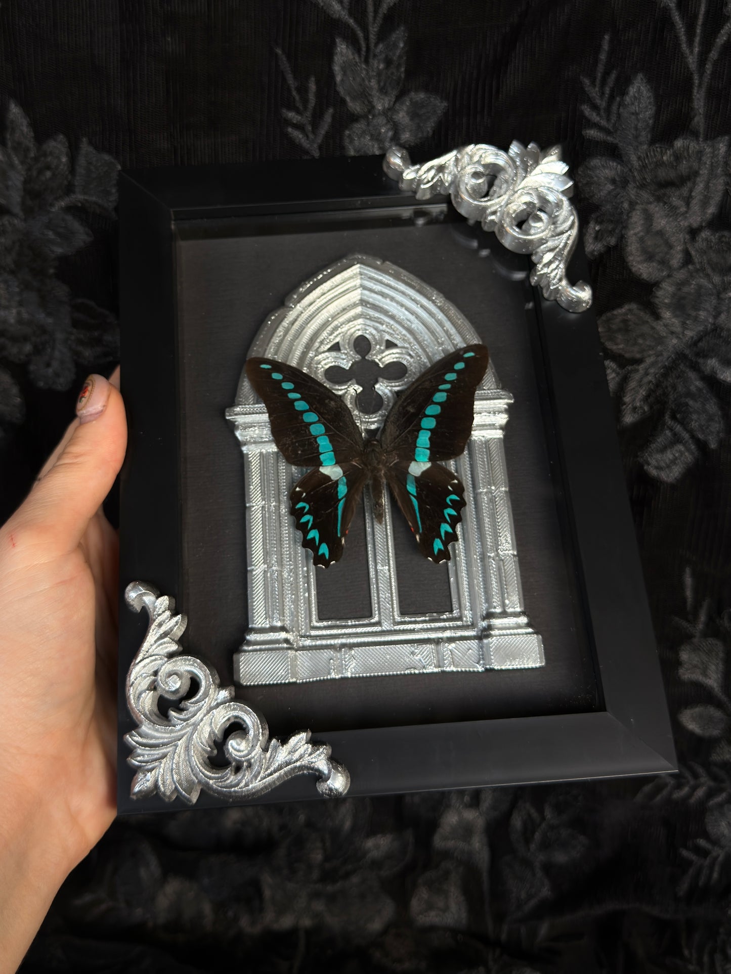 MILON MILON BUTTERFLY - Mother of Hades Butterfly Collection