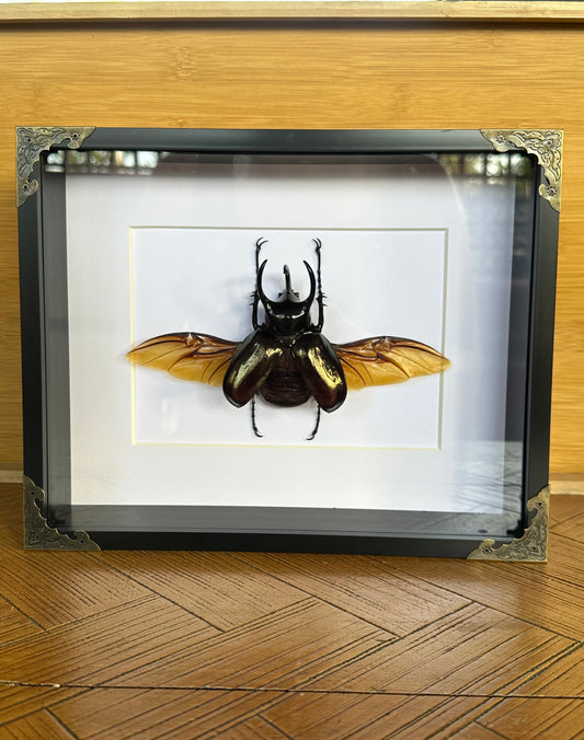 SPECIMEN FRAME - Chalcosoma Chiron Chiron beetle