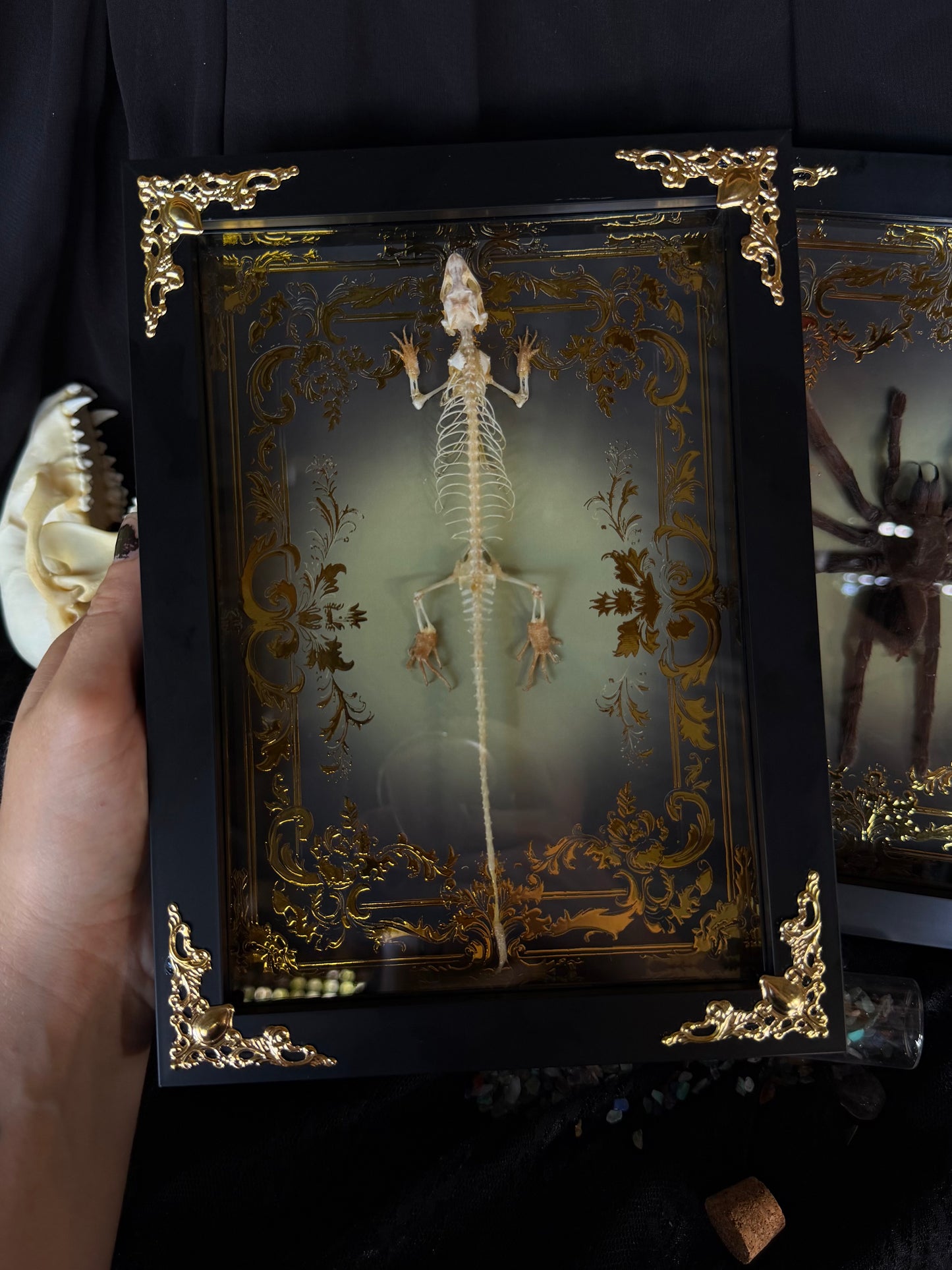 Indian Brown Skink Skeleton - Eutropis multifasciata Framed specimen