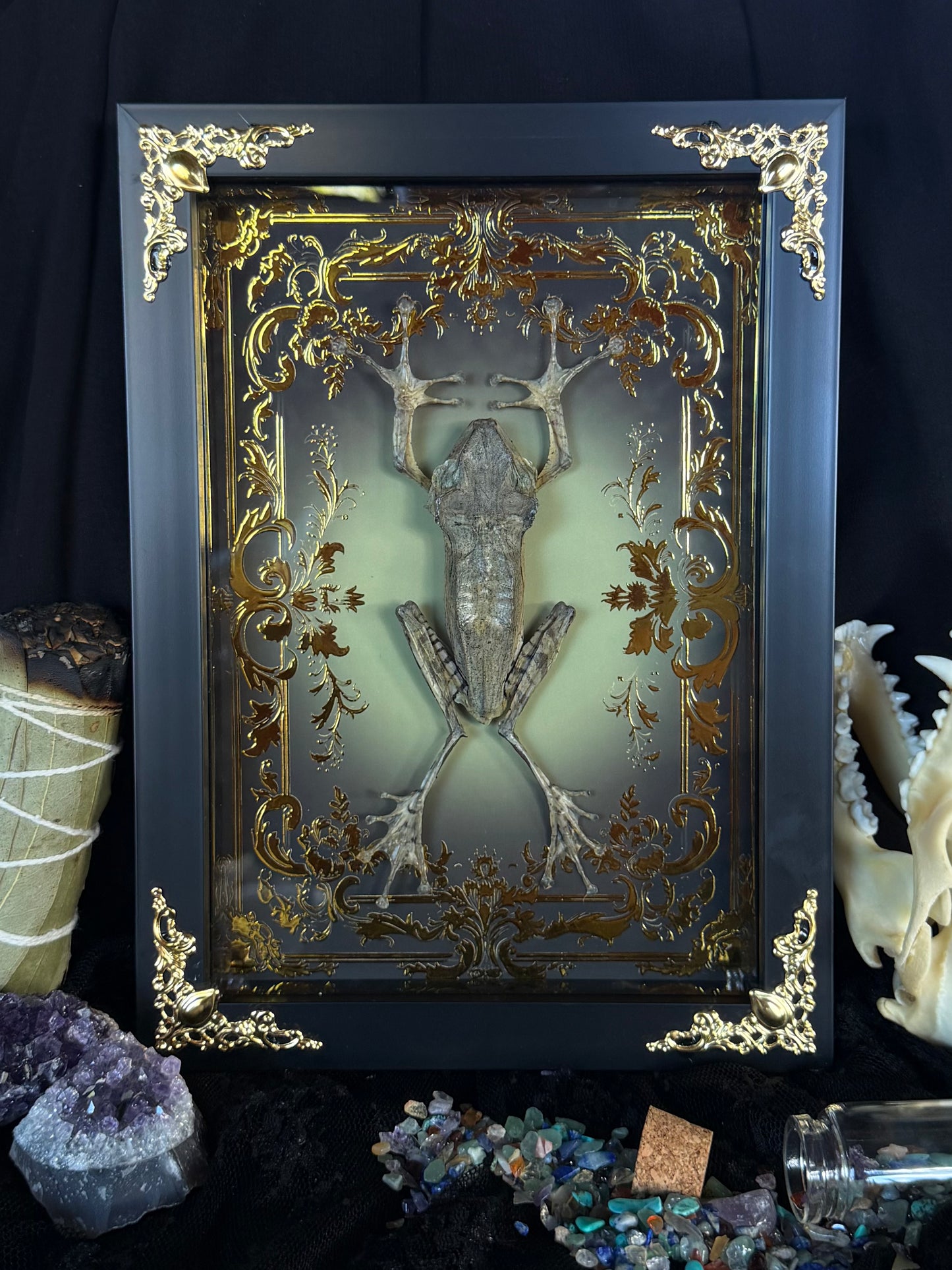 File-Eared Tree Frog - Polypedates otilophus Framed specimen