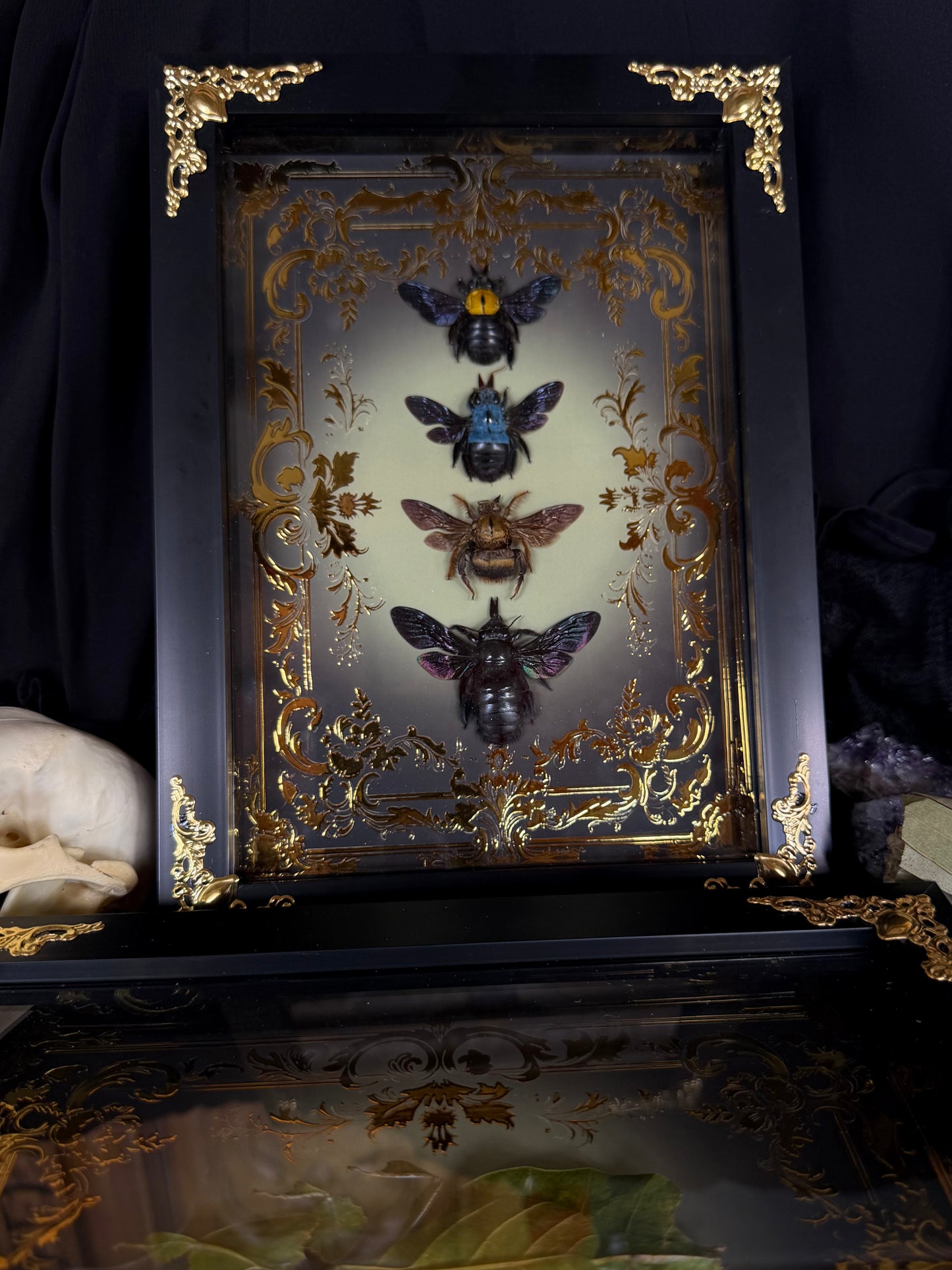 Quad Carpenter Bee Framed Specimens (GOLD) - names in description