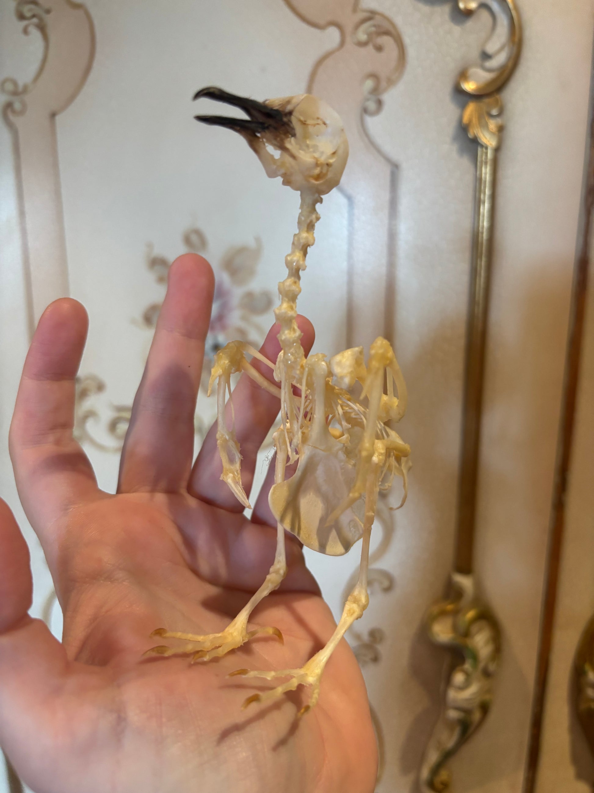 Geopilia striata skeleton in a hand front on