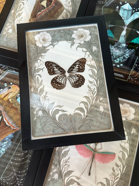 MYSTERY SPECIMEN FRAME