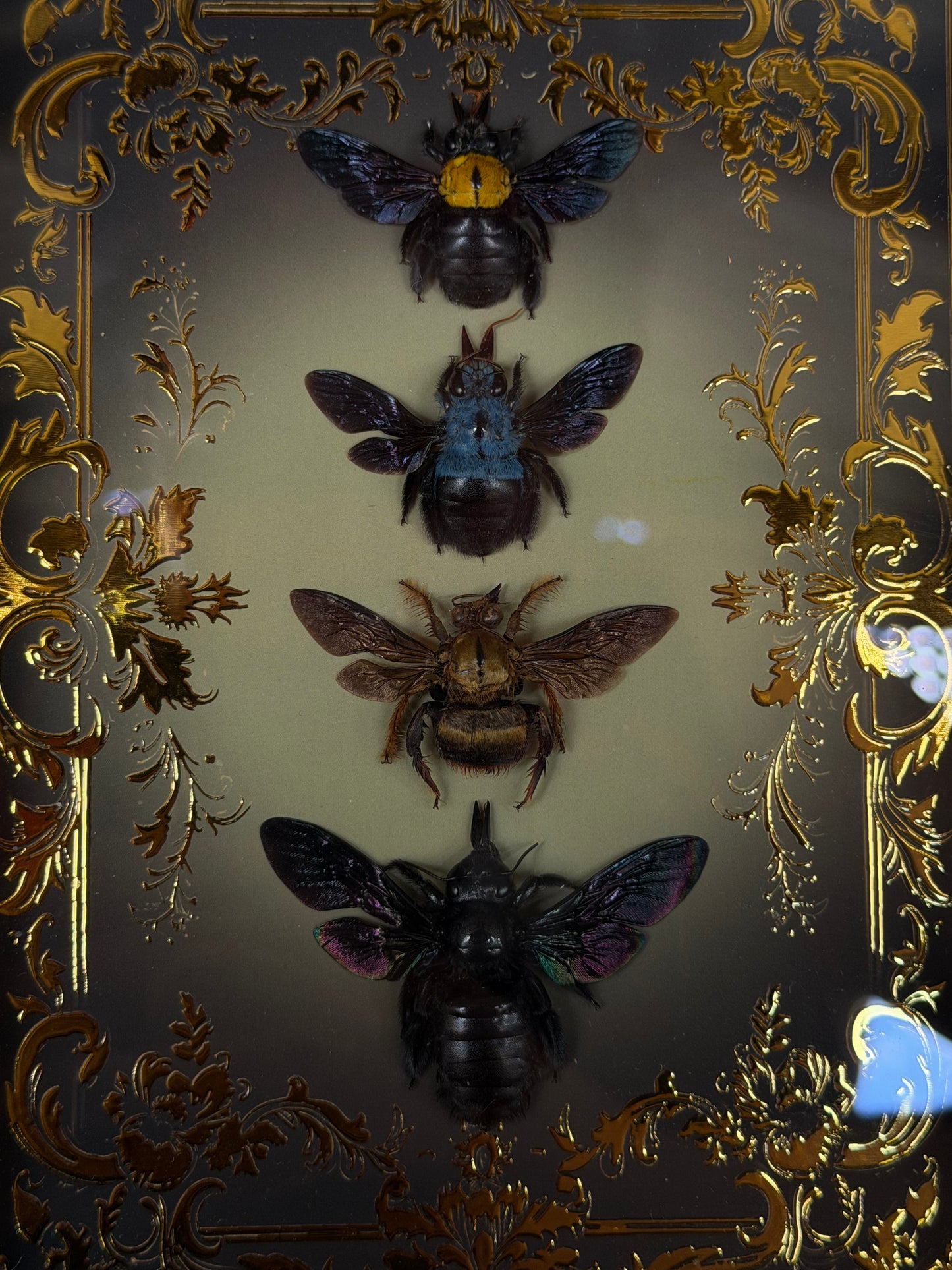Quad Carpenter Bee Framed Specimens (GOLD) - names in description