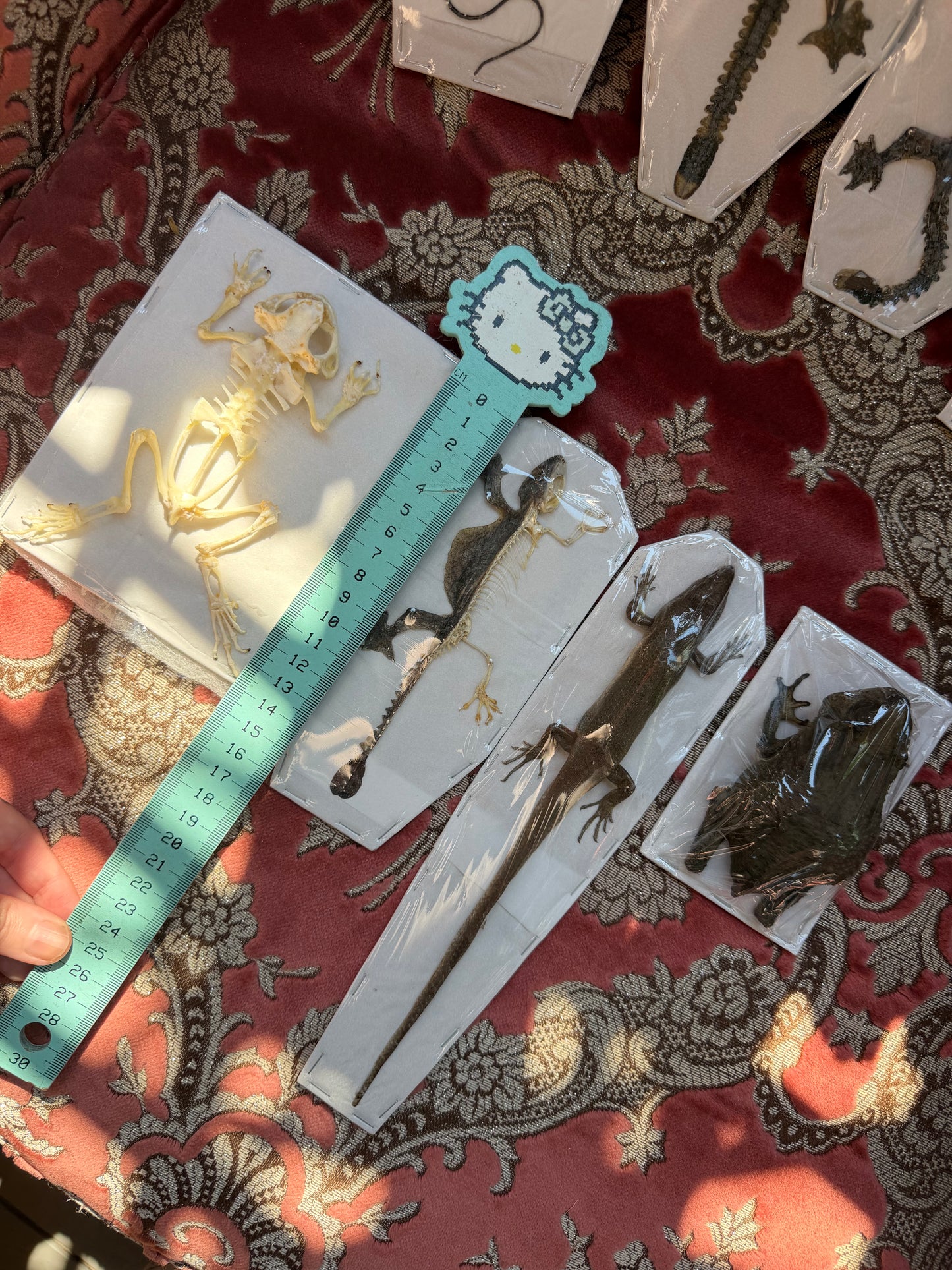 LIZARDS AND TOADS - destash pack