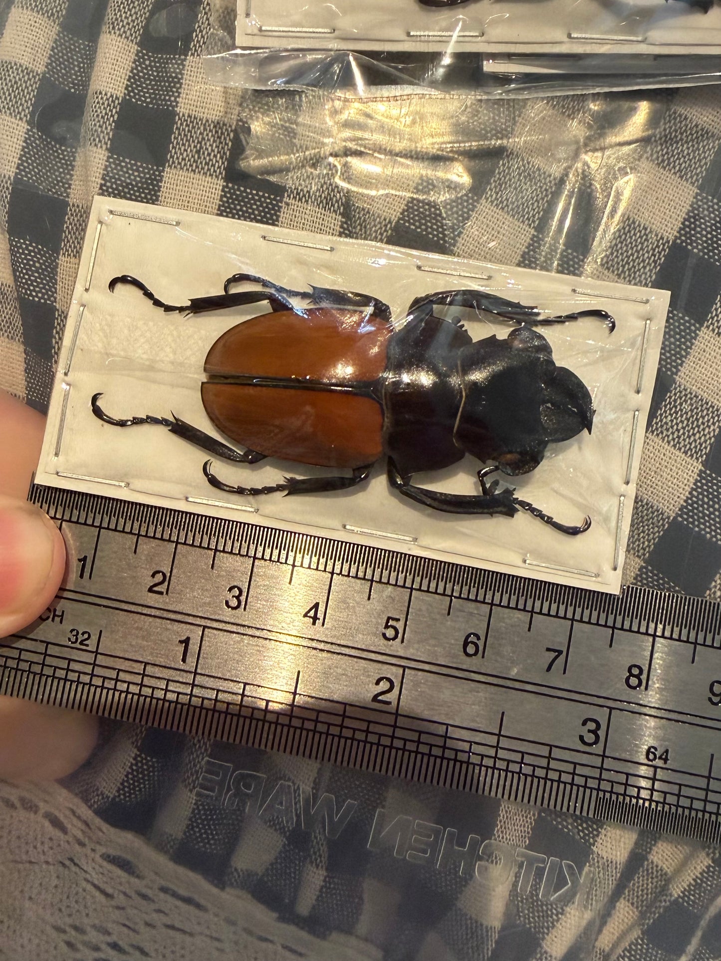 ODONTOLABIS GAZELLA - stag beetle specimen