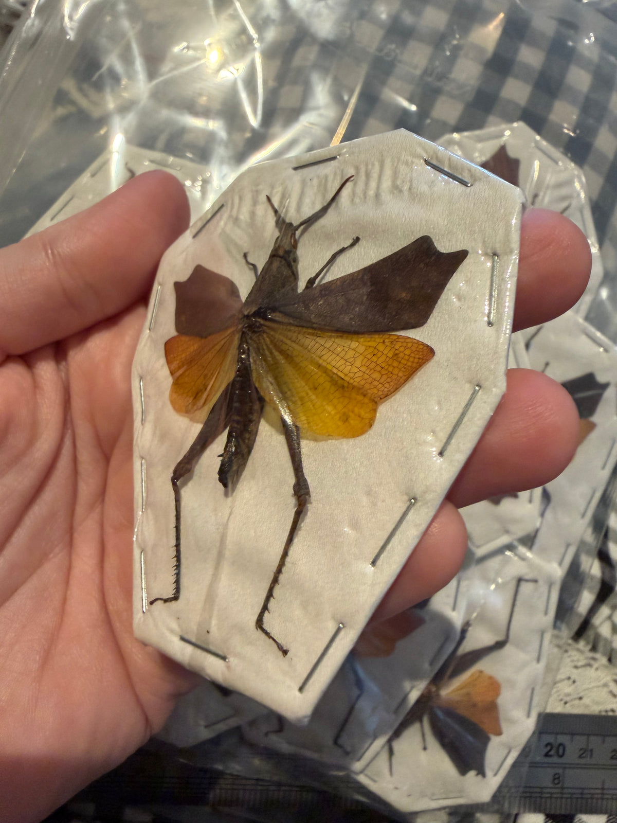 TRIGONOPOTERYX CELEBESIA - Leafwing grass hopper specimen