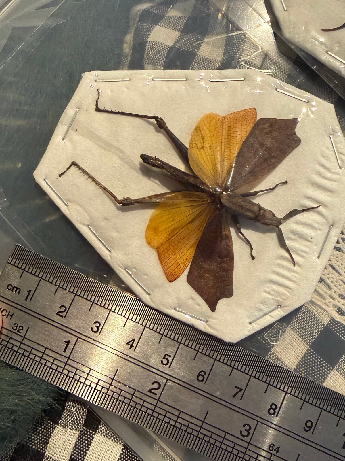 TRIGONOPOTERYX CELEBESIA - Leafwing grass hopper specimen