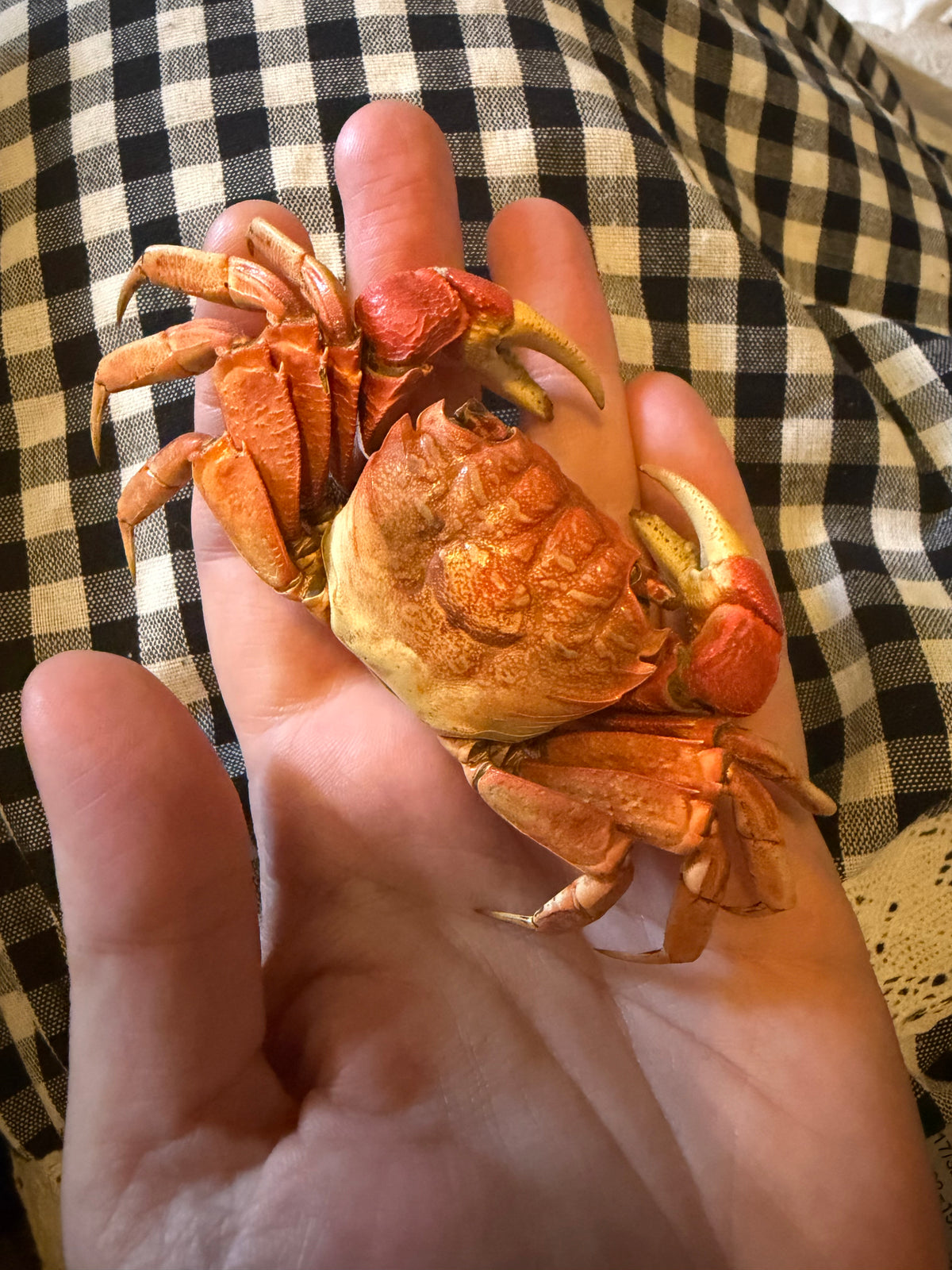 NEOSARMATIUM MEINERTI - mangrove crab specimen