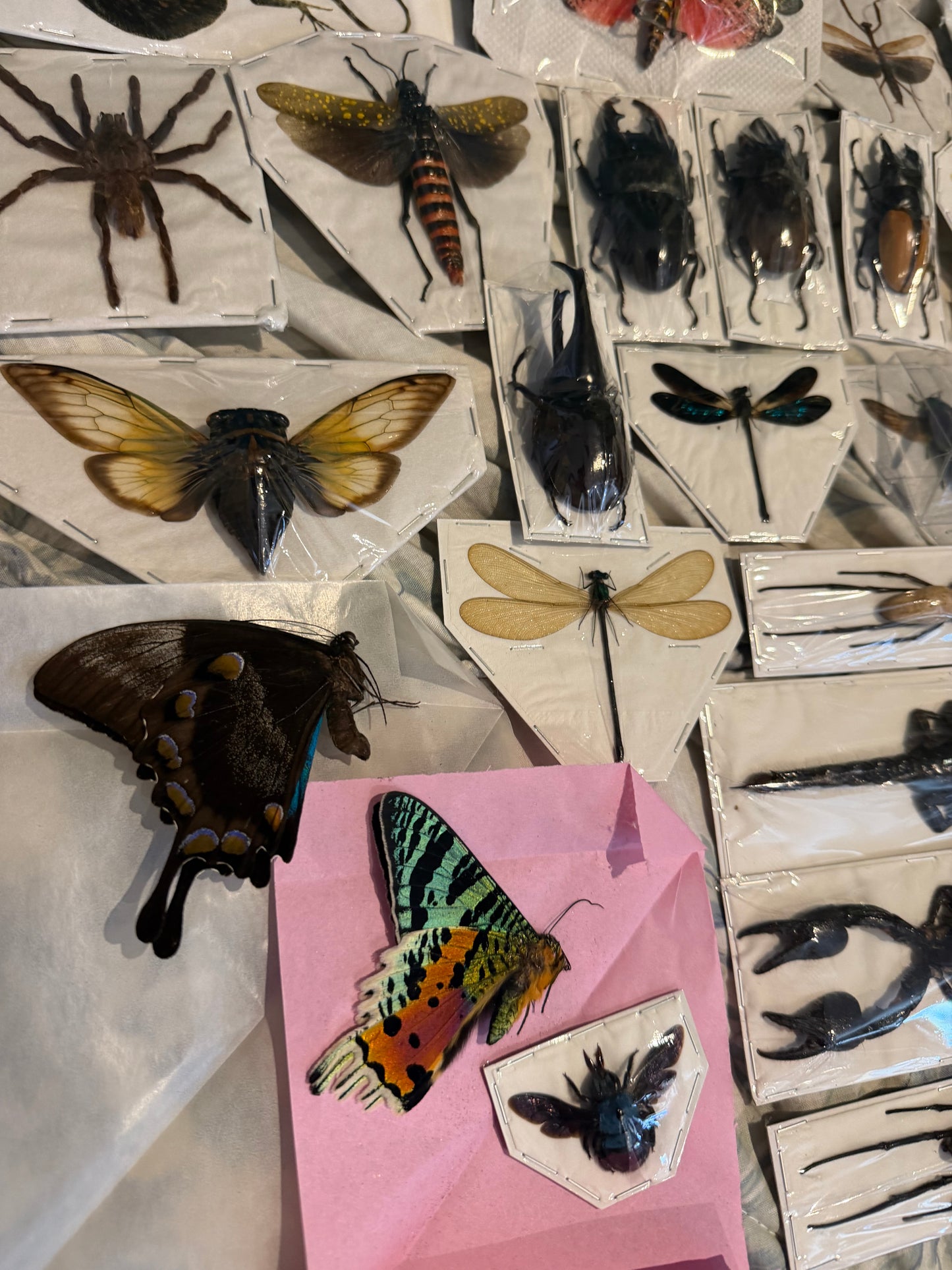 SPECIMEN MYSTERY PACK - 30 PIECES