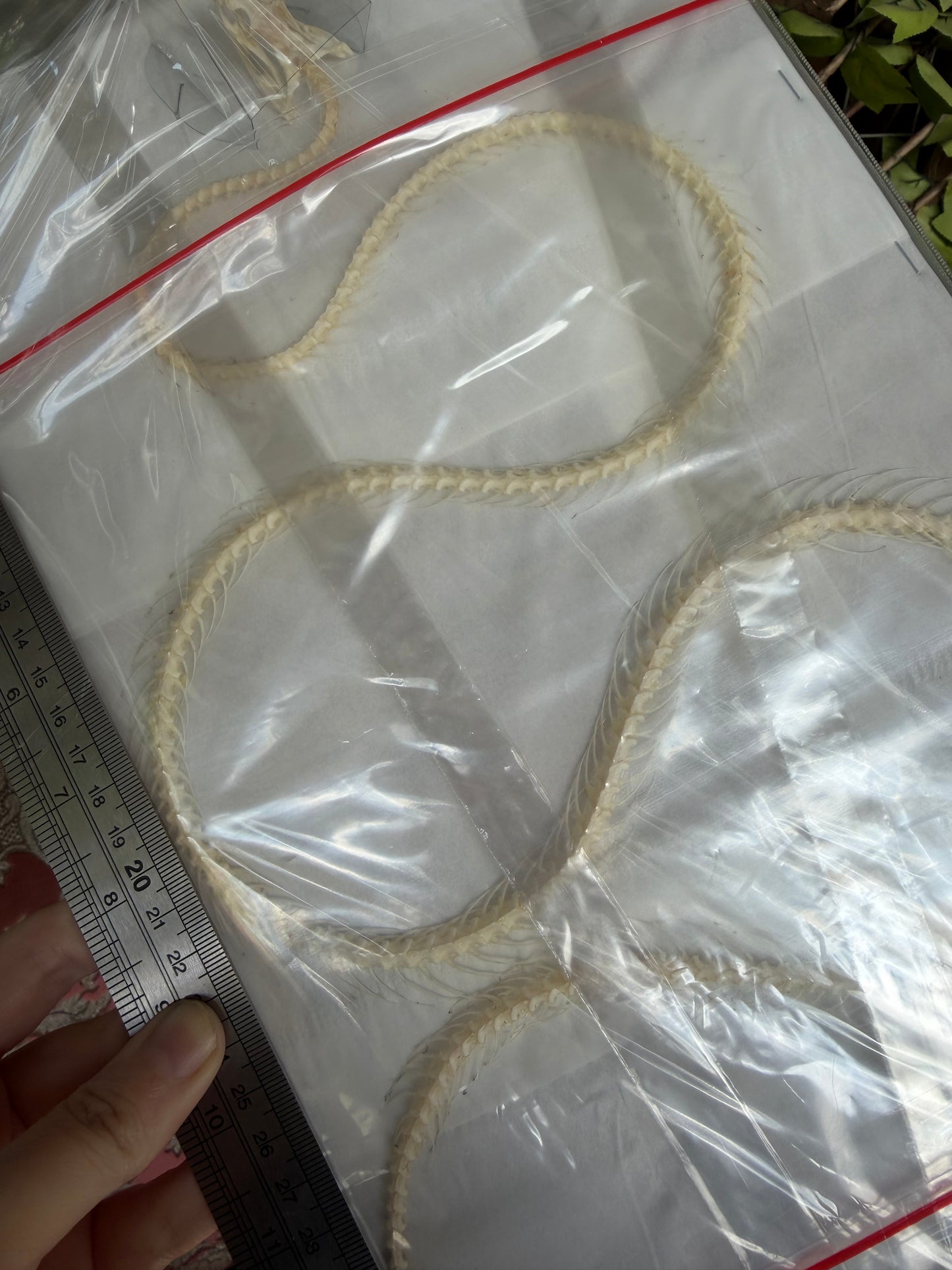 Ahaetulla prasina - HUGE oriental whipsnake specimen