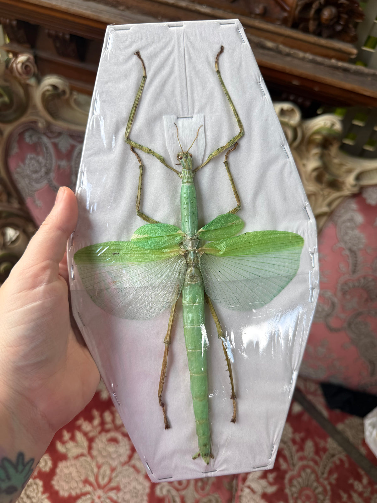 Eurycnema versirubra - stick insect specimen