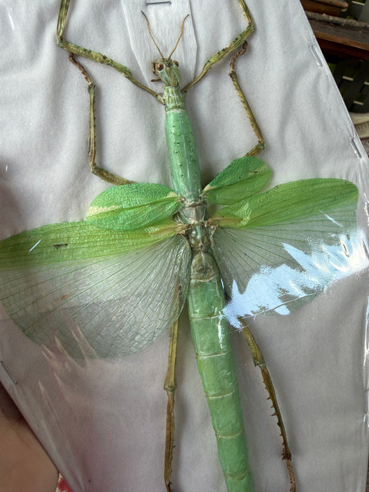 Eurycnema versirubra - stick insect specimen