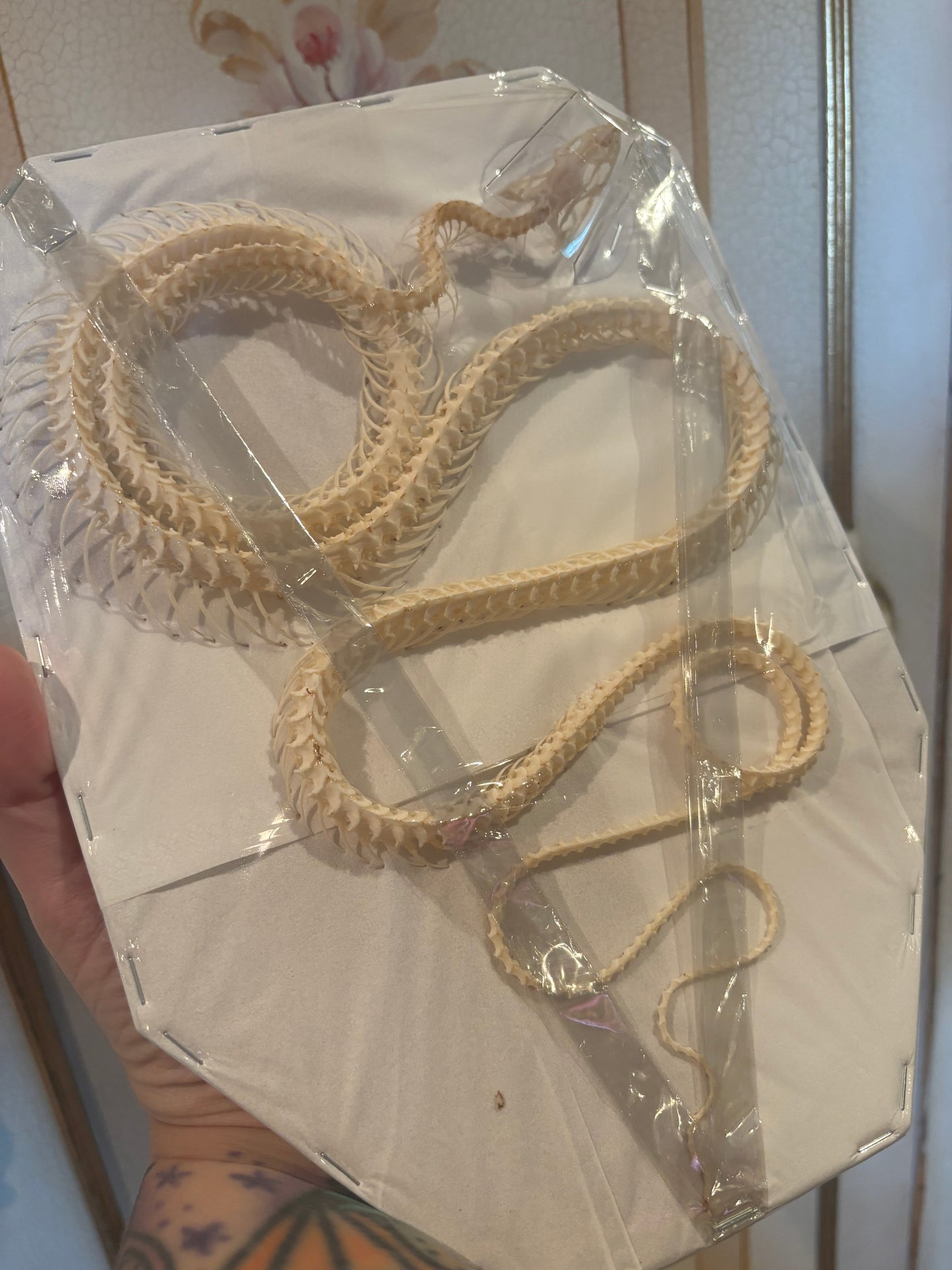 Indo-Chinese Rat Snake Skeleton-Ptyas korros specimen