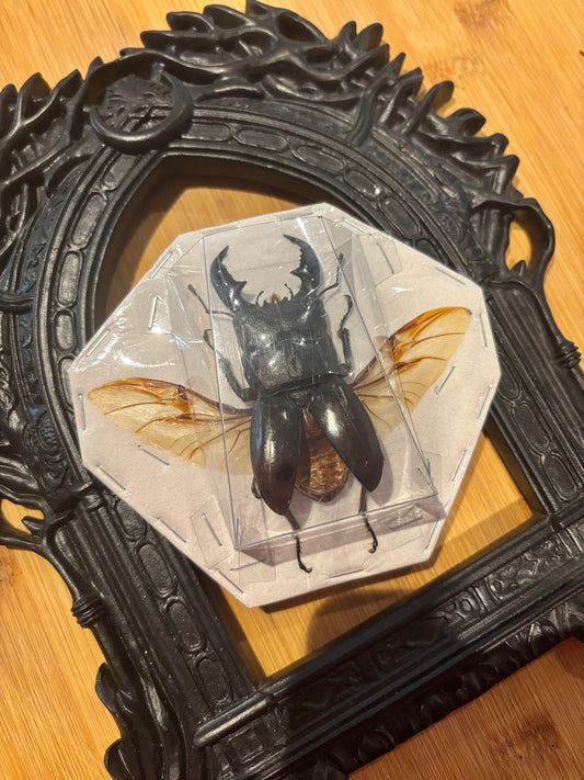 STAG BEETLE - Dorcus titanus yasuokai spread specimen