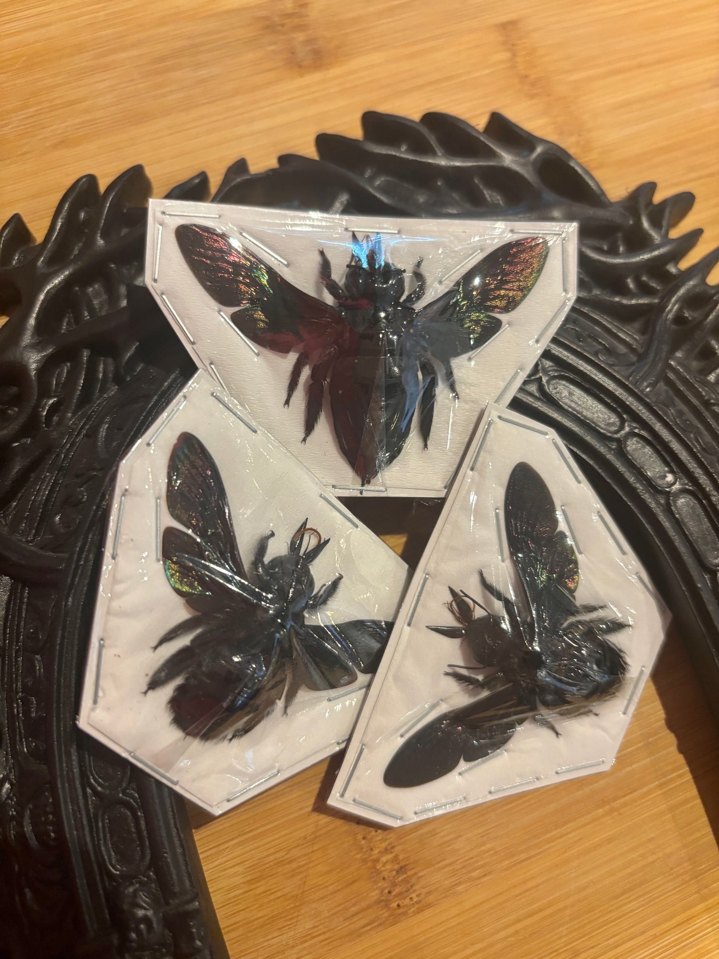 Xylocopa latipes -  GIANT Carpenter bee trio (3) specimens