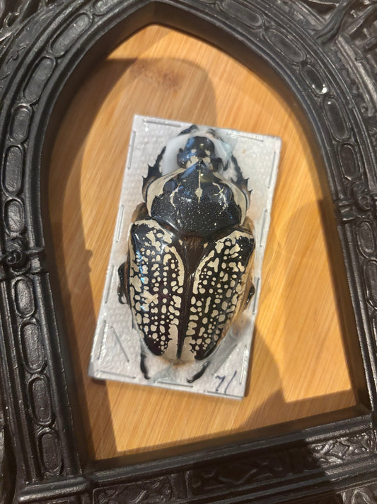 GOLIATH -  Goliathus orientalis Specimen