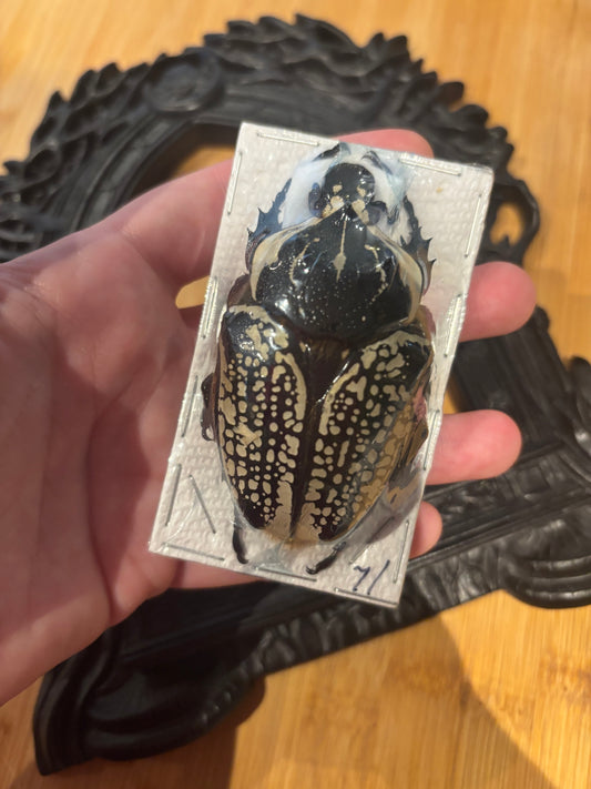 GOLIATH -  Goliathus orientalis Specimen